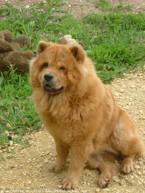 Photo de Chow chow