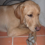 Photo de Labrador retriever