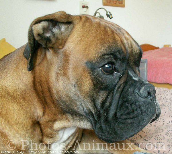 Photo de Boxer