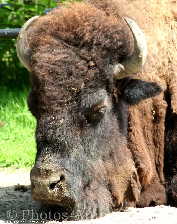 Photo de Bison