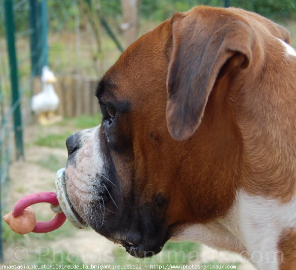 Photo de Boxer