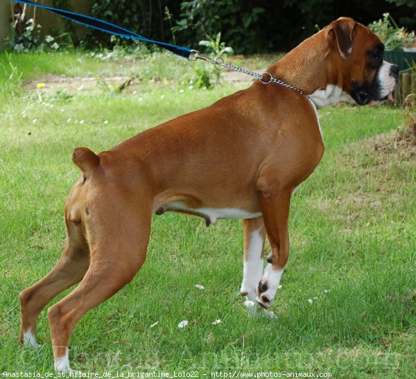 Photo de Boxer