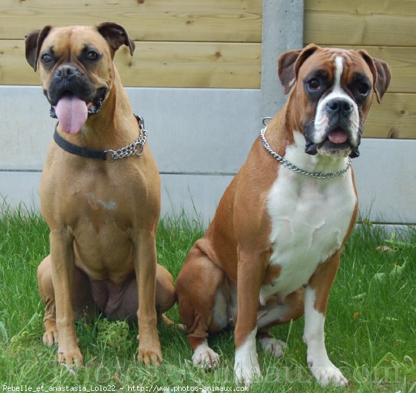 Photo de Boxer