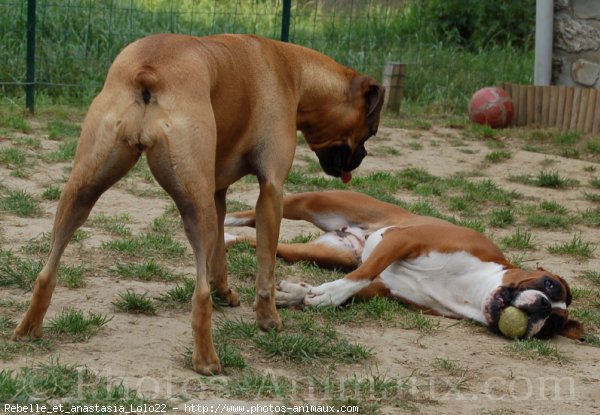 Photo de Boxer