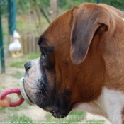 Photo de Boxer