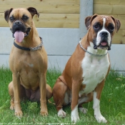 Photo de Boxer