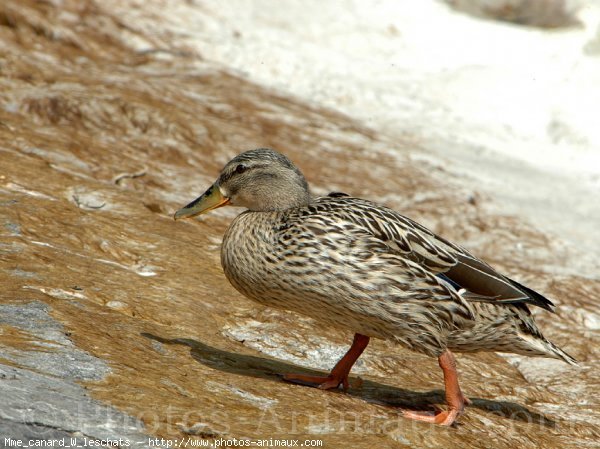 Photo de Canard