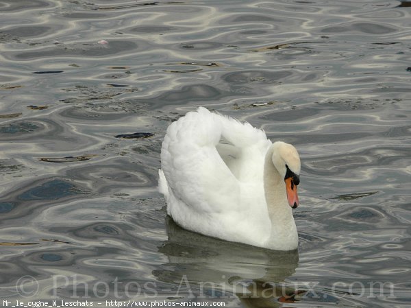 Photo de Cygne