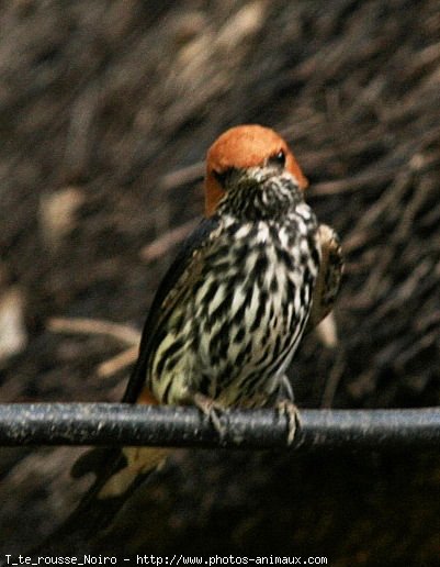 Photo de Hirondelle