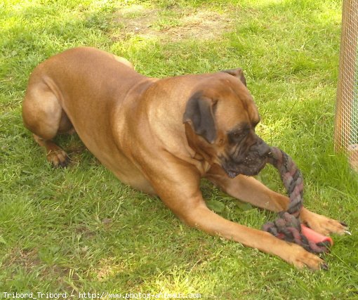 Photo de Boxer