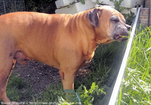 Photo de Boxer