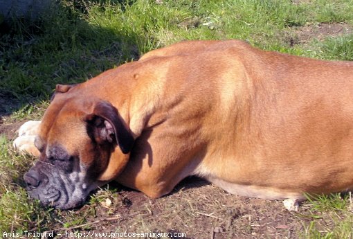 Photo de Boxer