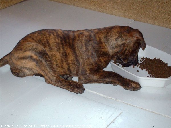 Photo de Bullmastiff