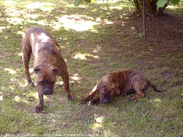 Photo de Bullmastiff