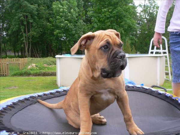 Photo de Bullmastiff