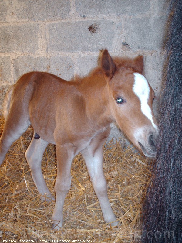 Photo de Shetland