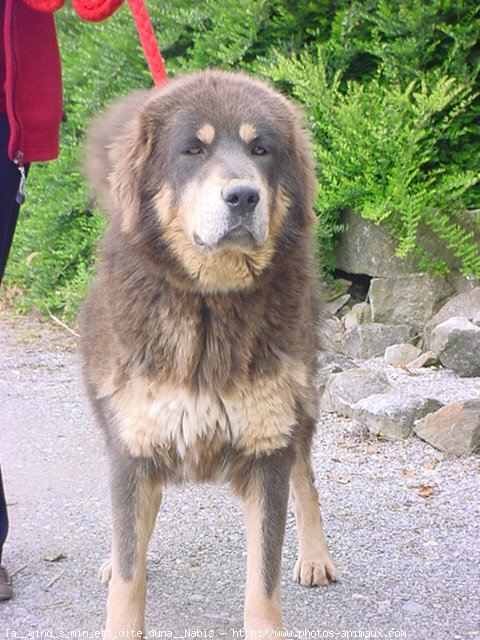 Photo de Dogue du tibet