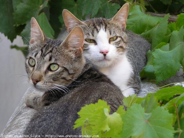 Photo de Chat domestique