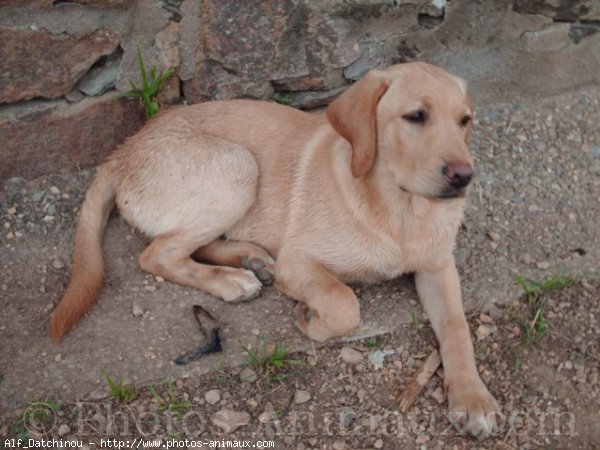 Photo de Labrador retriever