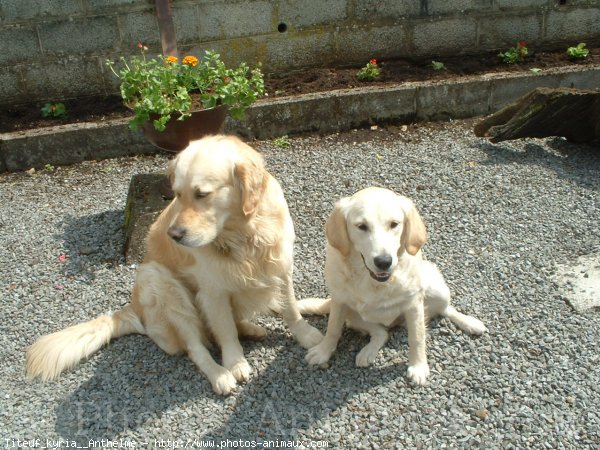 Photo de Golden retriever