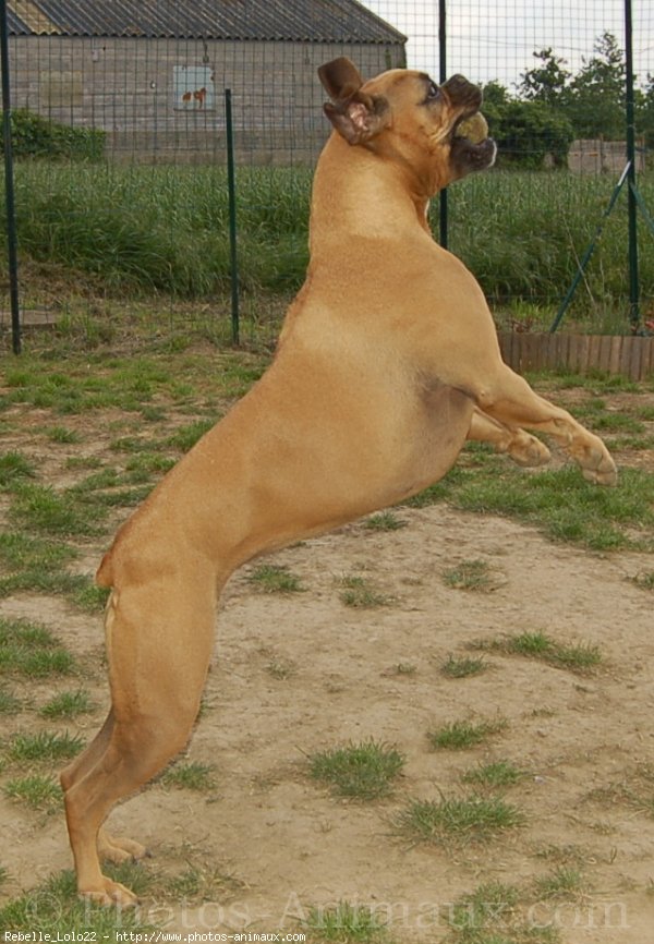 Photo de Boxer