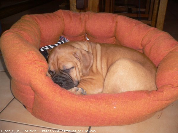 Photo de Bullmastiff