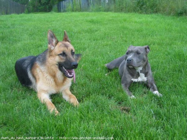 Photo de Berger allemand  poil court