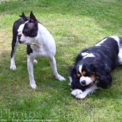 Photo de Cavalier king charles spaniel