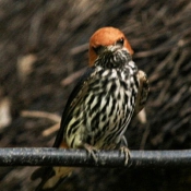 Photo de Hirondelle