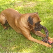 Photo de Boxer