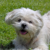 Photo de Shih tzu