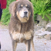 Photo de Dogue du tibet