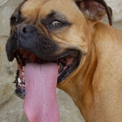 Photo de Boxer