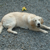 Photo de Golden retriever