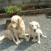 Photo de Golden retriever