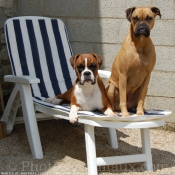 Photo de Boxer