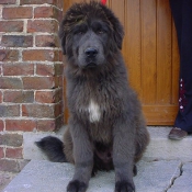 Photo de Dogue du tibet