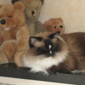 Photo de Ragdoll