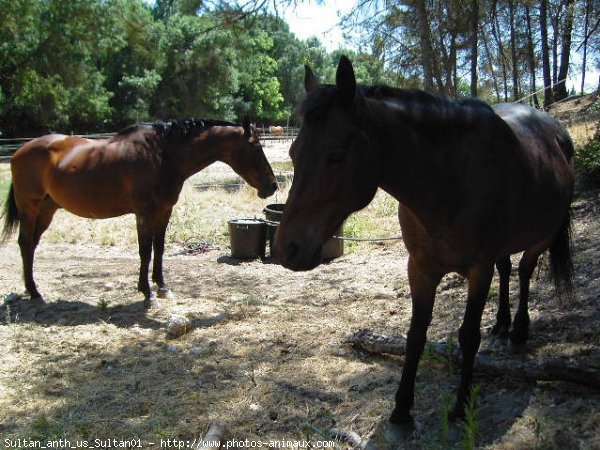 Photo de Races diffrentes