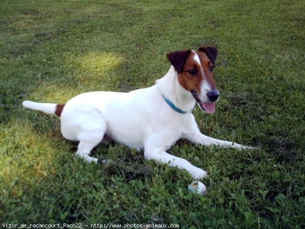 Photo de Fox terrier  poil lisse