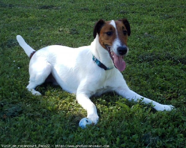 Photo de Fox terrier  poil lisse