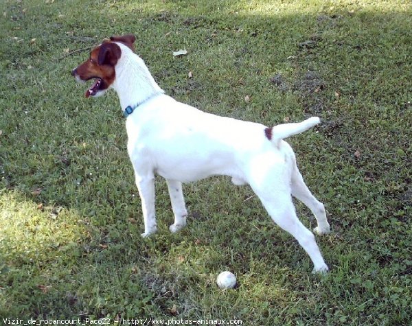 Photo de Fox terrier  poil lisse