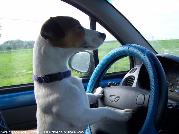 Photo de Jack russell terrier