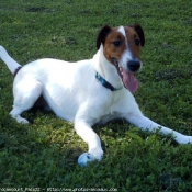 Photo de Fox terrier  poil lisse