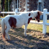 Photo de Shetland