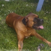 Photo de Boxer