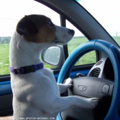 Photo de Jack russell terrier