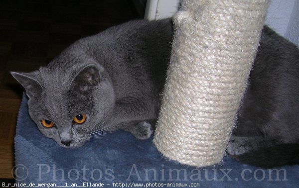 Photo de Chartreux