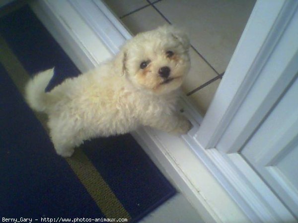 Photo de Bichon  poil fris