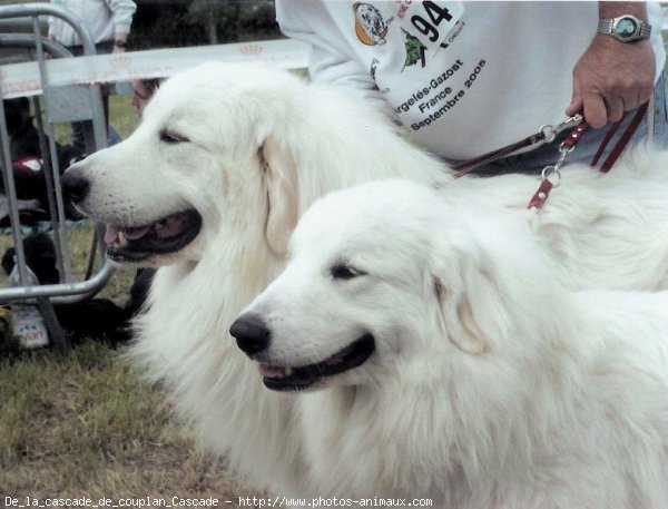 Photo de Chien de montagne des pyrnes